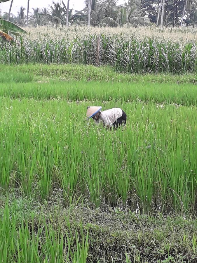 Banyu Homestay Banyuwangi  Εξωτερικό φωτογραφία